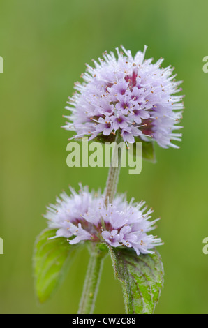 Zarte Blume Wildwasser Pflanze Minze wächst in Feuchtgebieten Grenze neben River Bank stream Stockfoto