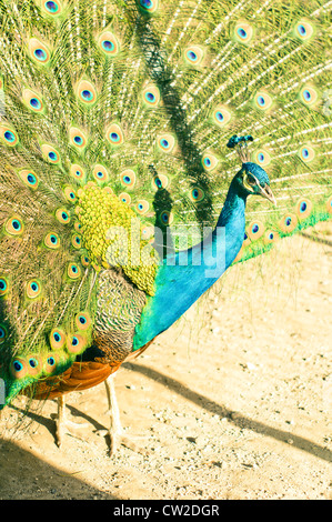 Pfau, männlichen indischen Pfauen ansässigen Züchter in Südasien, Nationalvogel von Indien. Stockfoto