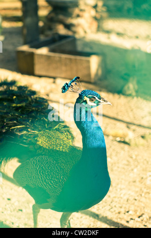 Pfau, männlichen indischen Pfauen ansässigen Züchter in Südasien, Nationalvogel von Indien. Stockfoto