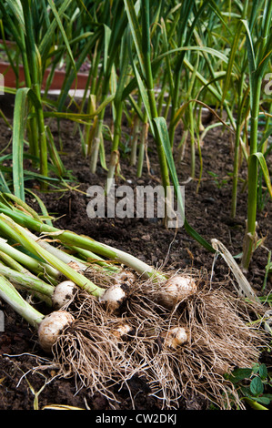 Bio-Knoblauch in Shropshire Garten geerntet Stockfoto