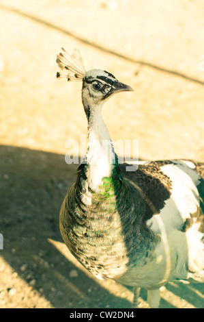 eine weibliche Pfauen, Pfauenhennen in Gefangenschaft. Stockfoto