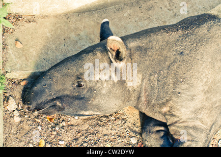 Malaiische oder asiatischer Tapir in Gefangenschaft. Foto ist im Zoo von Sumatra, Indonesien. Stockfoto
