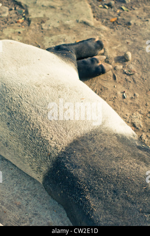 einzigartige Körper der malayischen oder asiatischer Tapir in Gefangenschaft, weißen und schwarzen Fleck. Foto ist im Zoo von Sumatra, Indonesien. Stockfoto