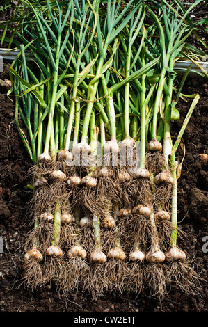 Bio-Knoblauch in Shropshire Garten geerntet Stockfoto