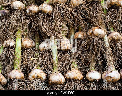 Bio-Knoblauch in Shropshire Garten geerntet Stockfoto