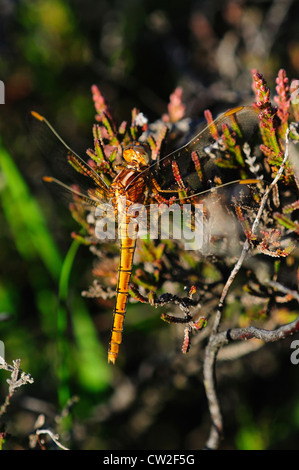 Ein Weibchen gekielt Abstreicheisen Libelle in Ruhe UK Stockfoto