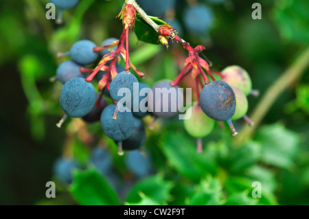 Die Beeren von Berberis Darwinii, ein Garten Strauch-UK Stockfoto