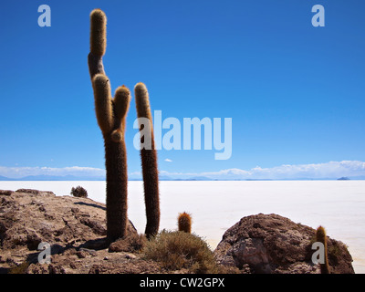 Zwei riesige Kakteen auf der Isla del Pescado oder Incahuasi am Rand des Salar de Uyuni Salzsee in der Nähe von Uyuni, Bolivien. Stockfoto