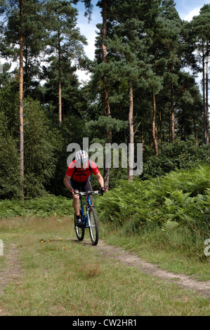 Mountainbiker im Wald Thetford, Norfolk, Großbritannien Stockfoto