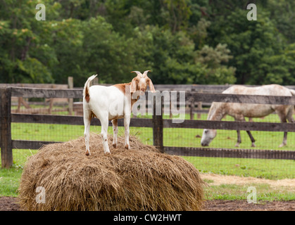 Ziege auf Strohballen im Feld-Hof mit Pferd stehen Stockfoto