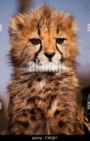 bPortrait der Baby Gepard cub Stockfoto