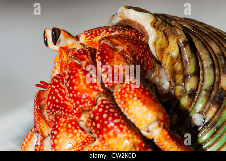 Einsiedlerkrebs (Anomura Spp). Schützen Sie sich mit den leeren Schalen der Weichtiere. Seychellen. Stockfoto