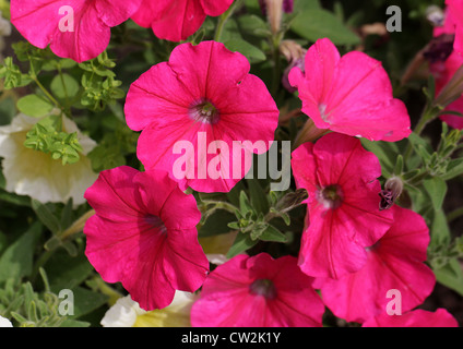 F1-Hybride Petunien, Petunia × Hybrida, Solanaceae. Garten Herkunft. Stockfoto