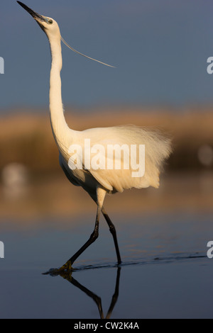 Seidenreiher (Egretta Garzetta). Hungrige Stockfoto