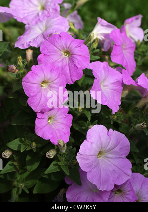 F1-Hybride Petunien, Petunia × Hybrida, Solanaceae. Garten Herkunft. Stockfoto