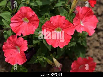 F1-Hybride Petunien, Petunia × Hybrida, Solanaceae. Garten Herkunft. Stockfoto