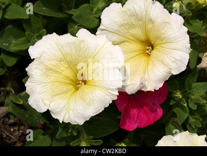 F1-Hybride Petunien, Petunia × Hybrida, Solanaceae. Garten Herkunft. Stockfoto