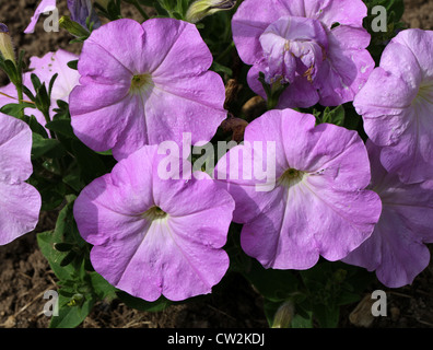 F1-Hybride Petunien, Petunia × Hybrida, Solanaceae. Garten Herkunft. Stockfoto