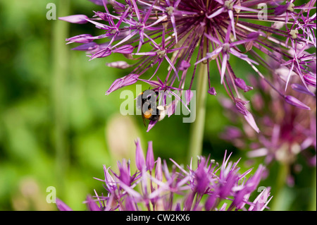 Hummel auf Allium an einem sonnigen Tag Stockfoto