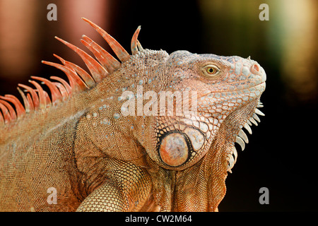 Ältere männliche grüner Leguan (Iguana Iguana), orange in der Farbe, auf der Karibik-Küste von der Halbinsel Yucatan, Mexiko. Große Dewap (Bart) ein Stockfoto