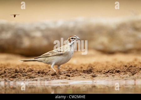 Lerche Spatz Chondestes Grammacus Süden von Texas, USA BI023227 Stockfoto