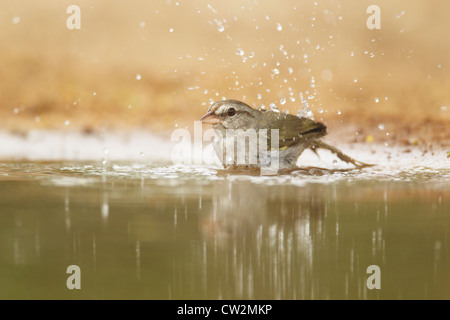 Olive Sparrow - Baden Arremonops Rufivirgatus Süden von Texas, USA BI023236 Stockfoto