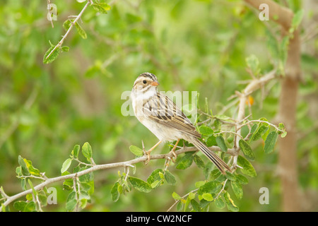 Lehm-farbigen Sparrow Spizella Pallida Süden von Texas, USA BI023465 Stockfoto