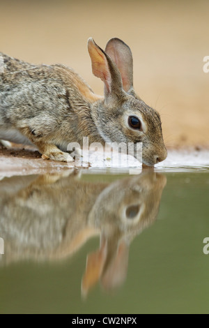 Östlichen Cottontail Kaninchen - trinken Sylvilagus Floridanus Süden von Texas, USA MA002376 Stockfoto