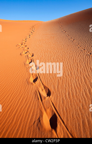 Tierspuren im roten Sand. Sossusvlei in der Wüste Namib. Namib-Naukluft-Nationalpark Namibia Stockfoto