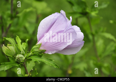 Hot Pink Hibiskus-Blume auf Busch hautnah Stockfoto