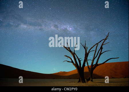 Milchstraße über Dead Vlei, Soussvlei, Namibia Stockfoto