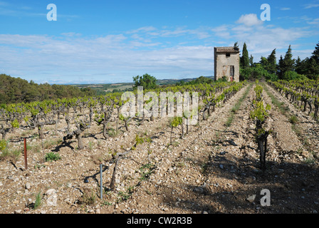 Ein Weinberg in Buisson, Vaucluse, Provence, Frankreich. Stockfoto