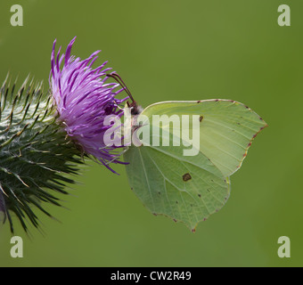 Brimstone Schmetterling auf einer Distel Blume Stockfoto