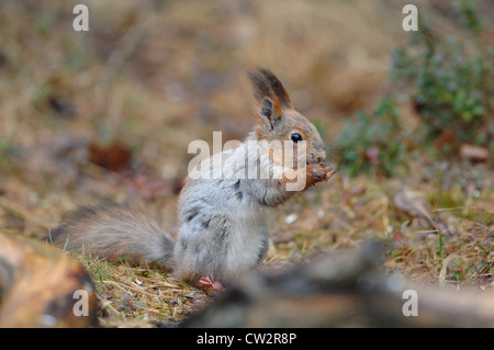 Eichhörnchen (Sciurus vulgaris), stehend auf Moss, Karelien, Finnland Stockfoto