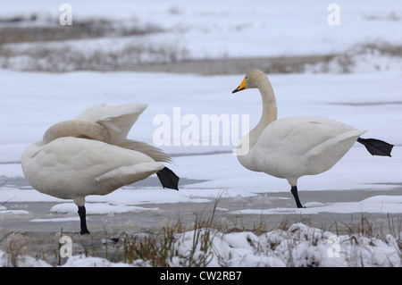 Singschwan auf dem zugefrorenen See in der finnischen Tundra, Kuusamo, Finnland Stockfoto