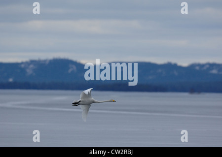 Singschwan (Cygnus Cygnus) im Flug, auf dem finnischen See, Kuusamo, Finnland Stockfoto