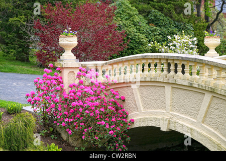 Ein PJM Rhododendron und jährliche Blumen schmücken eine Gartenbrücke in einem Frühling Park. Stockfoto