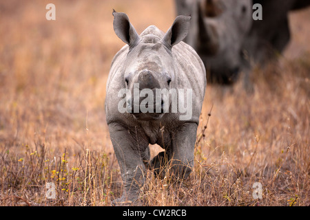 Vorderansicht des Baby Mutter Nashorn zu Fuß mit Stockfoto