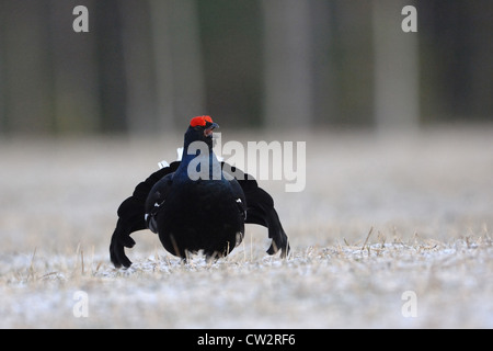 Das birkhuhn (lyrurus Tetrix, tetrao tetrix), männlich Anzeigen im Bereich lekking Stockfoto