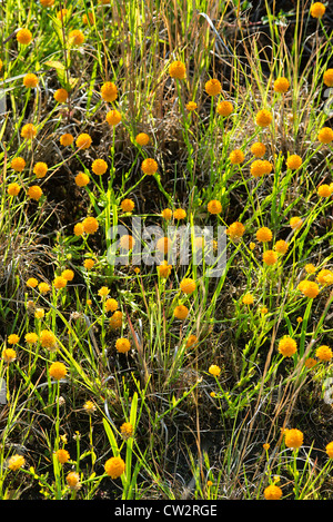 Candy Weed, Polygala lutea Stockfoto