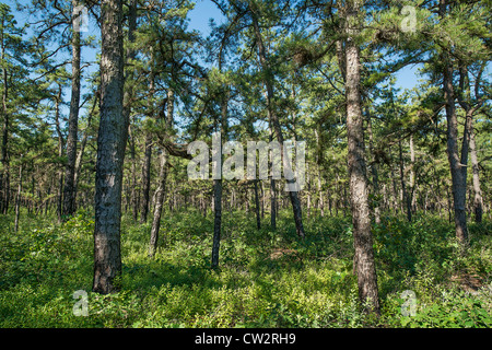 Bäume, Pine Barrens, New Jersey, USA Stockfoto