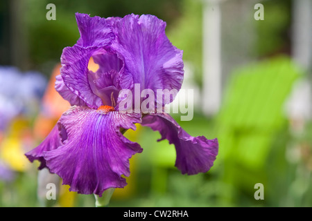 Eine brillante lila Deutsch-Iris (Iris Germanica) oder auch bekannt als die Bartiris in einen farbenfrohen Sommergarten. Stockfoto