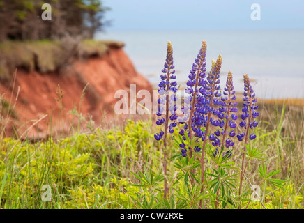 Wilde Lupinen entlang der roten erodieren Sandstein-Klippen entlang der Küste Prince Edward Island, Canada Stockfoto