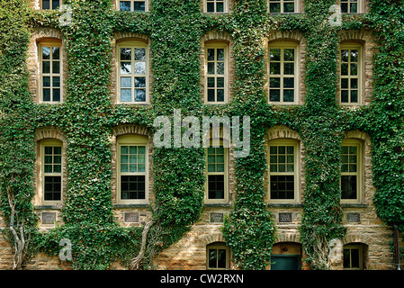 Efeu bedeckt Informationen Gebäude, Princeton University, New Jersey, USA Stockfoto