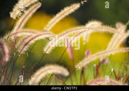 Purple Fountain Grass (Lampenputzergras Setaceum) 'Rubrum', Greater Sudbury, Ontario, Kanada Stockfoto
