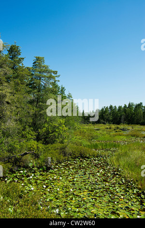 Sumpfigen Moore, Pine Barrens, New Jersey, USA Stockfoto