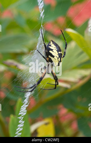 Kreuzspinne im Web mit Multi farbige Hintergrund Stockfoto