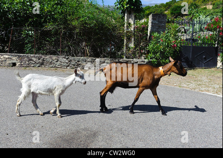 Ziege im Großraum Nebbio, Korsika, Frankreich Stockfoto
