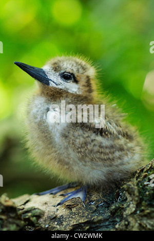 Junge weiße Fee Tern (Gygis Alba). Küken. Seychellen. Stockfoto