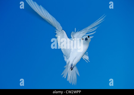 Weiße Fee Tern. (Gygis Alba) Seychellen. Stockfoto